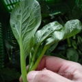 60 days type Vegetable seedlings russia rapeseeds seeds choysum price